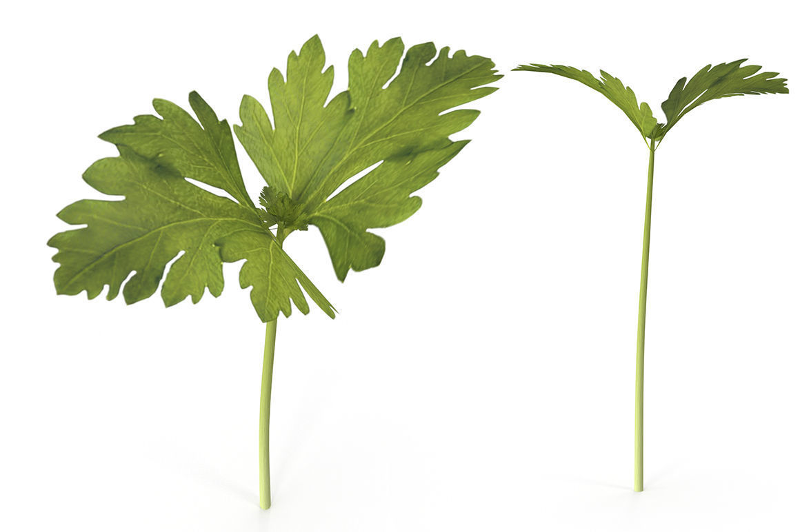 Herbs Set beet leaf 3D model_8