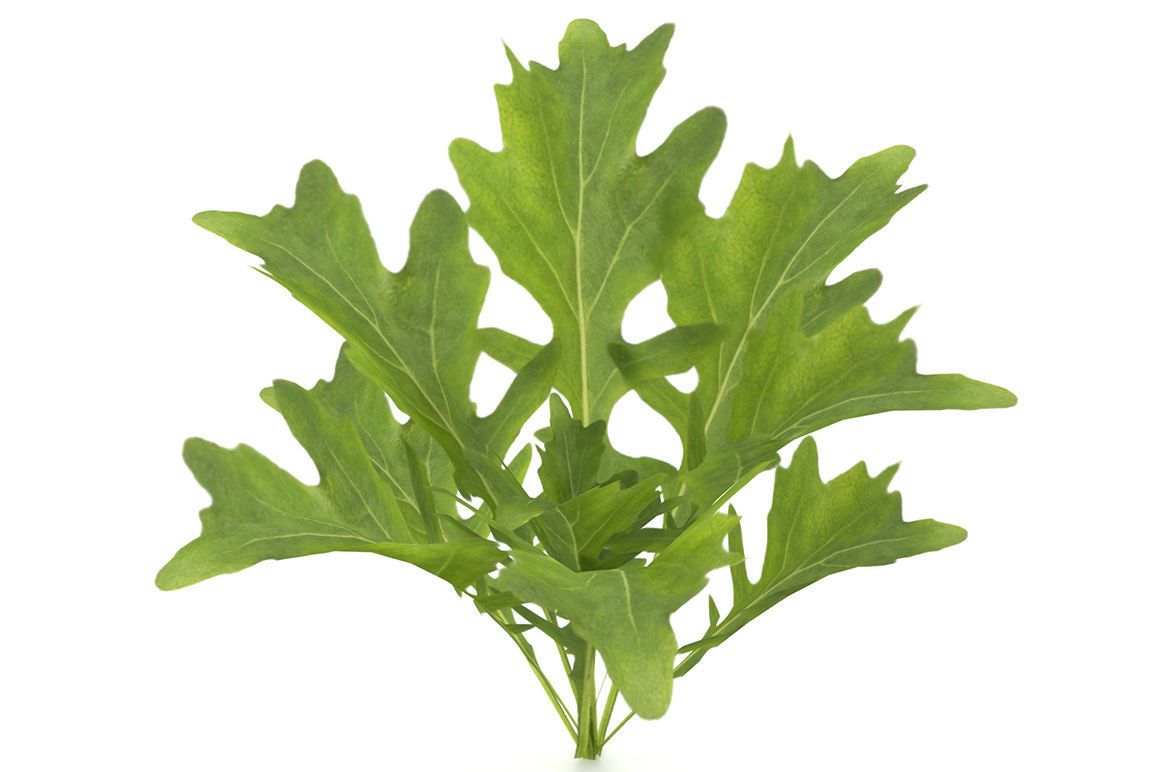 Herbs Set beet leaf 3D model_5