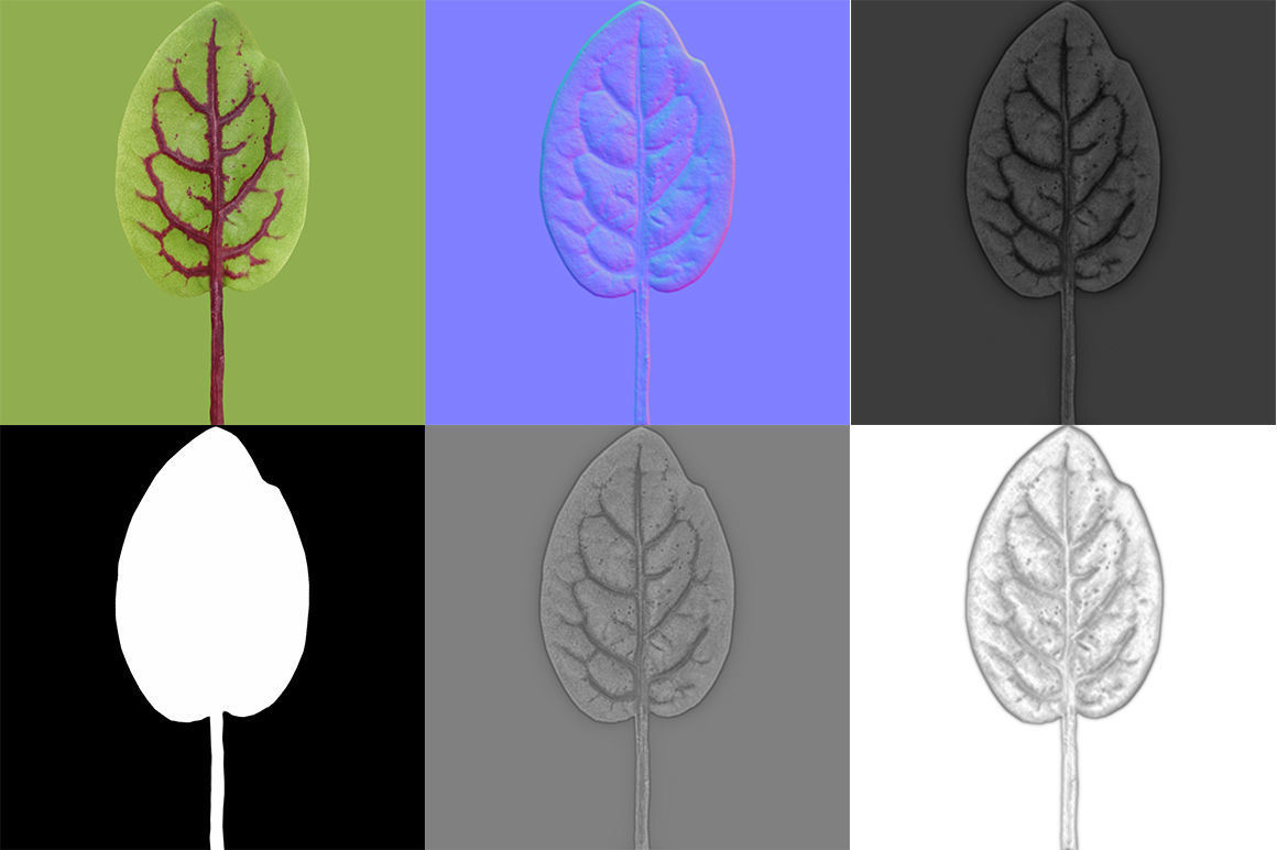 Herbs Set beet leaf 3D model_25