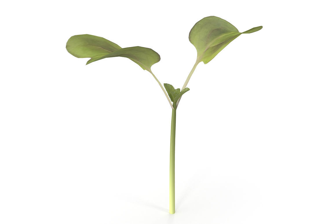 Herbs Set beet leaf 3D model_10