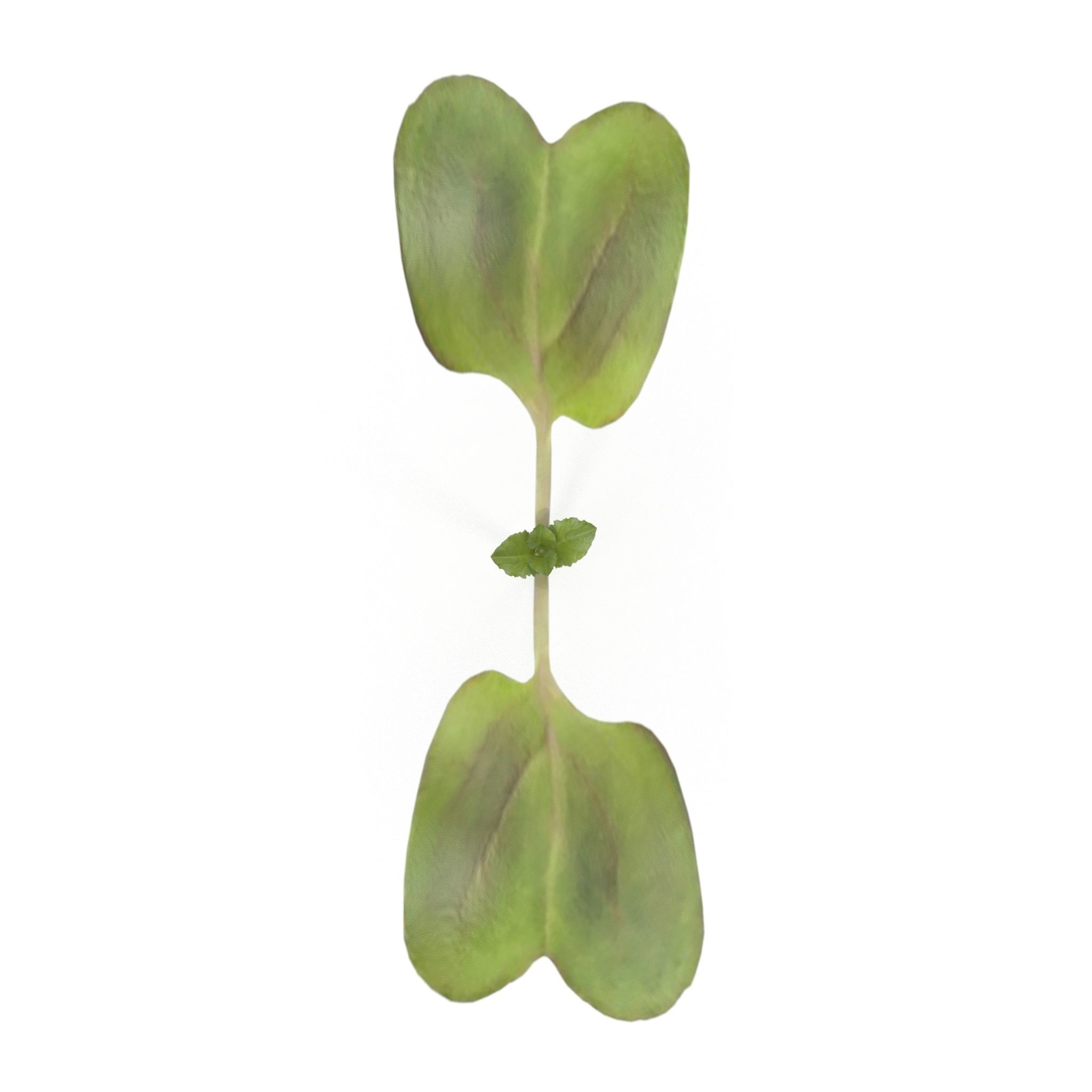 Herbs Set beet leaf 3D model_2