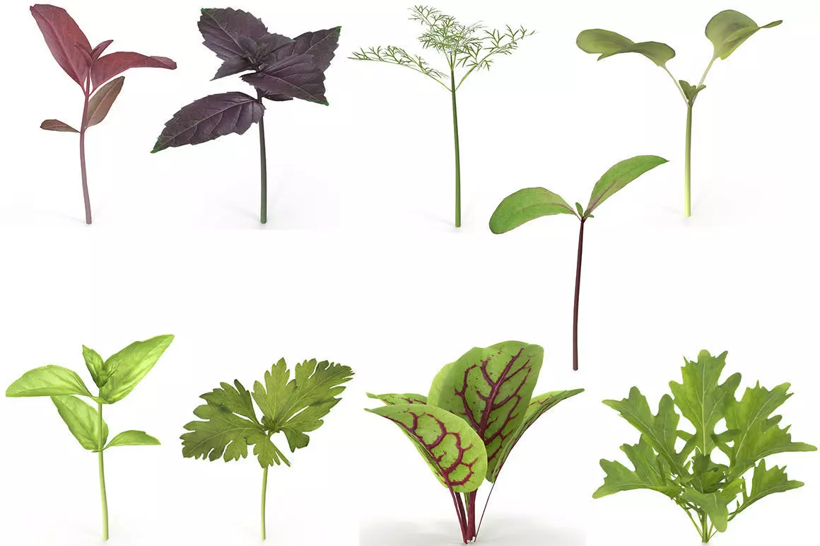 Herbs Set beet leaf 3D model_0