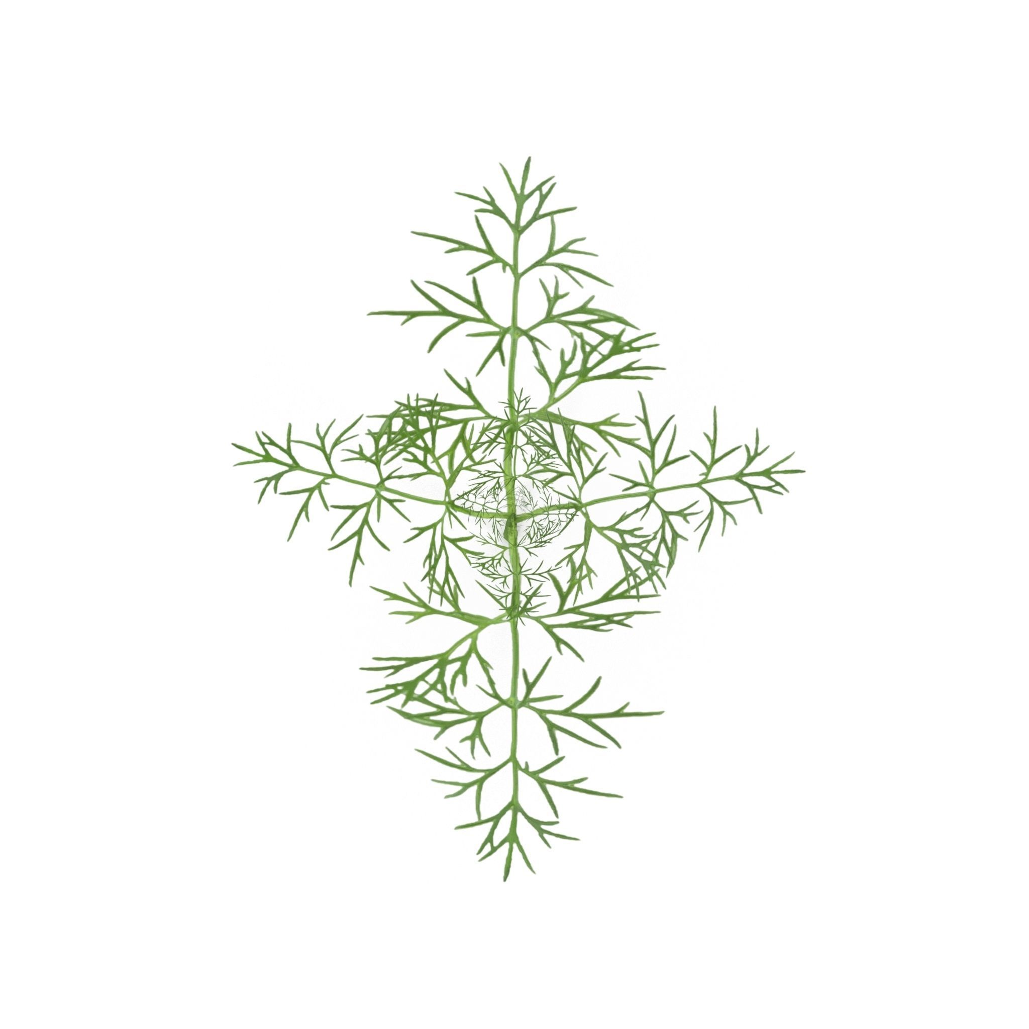 Herbs Set beet leaf 3D model_3