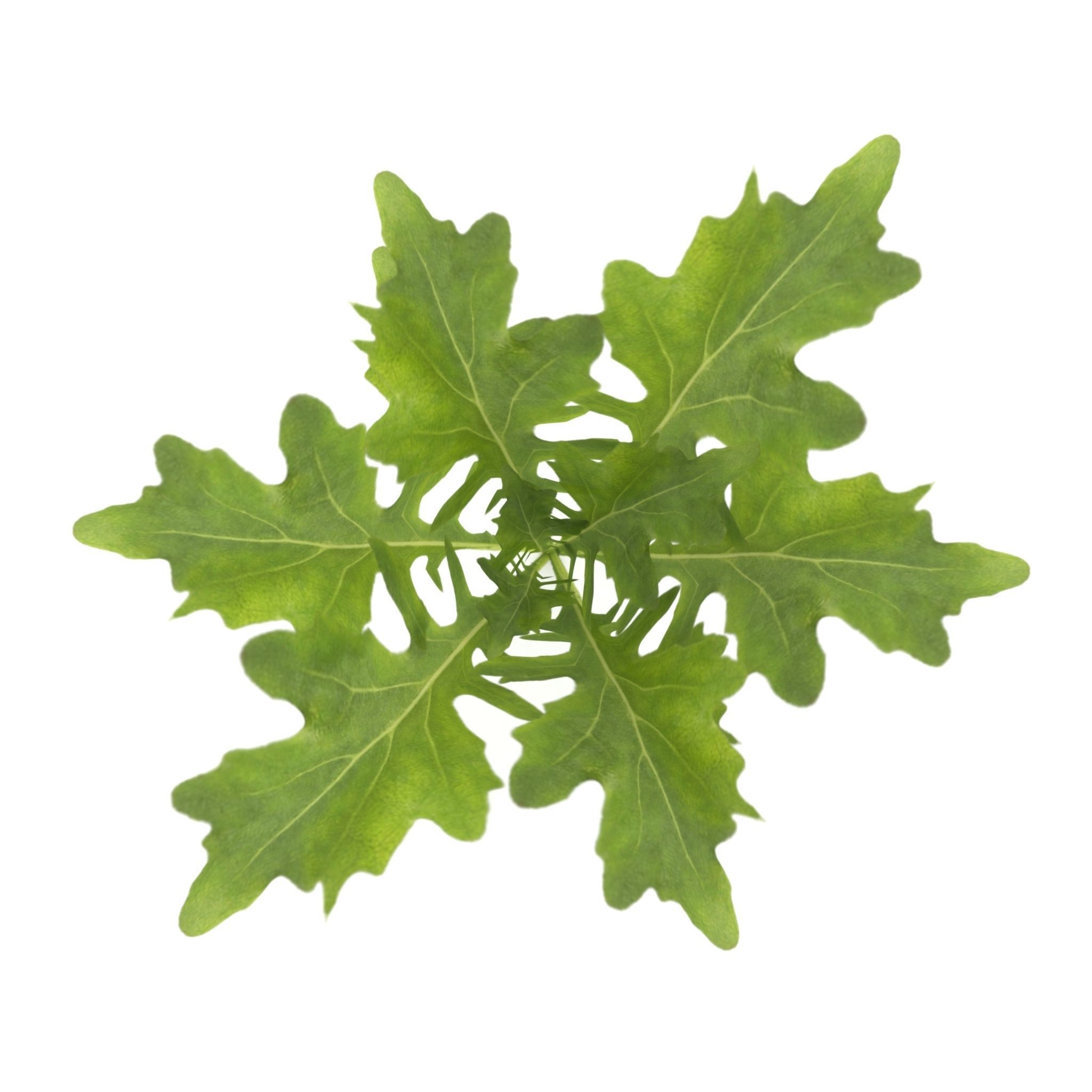 Herbs Set beet leaf 3D model_32