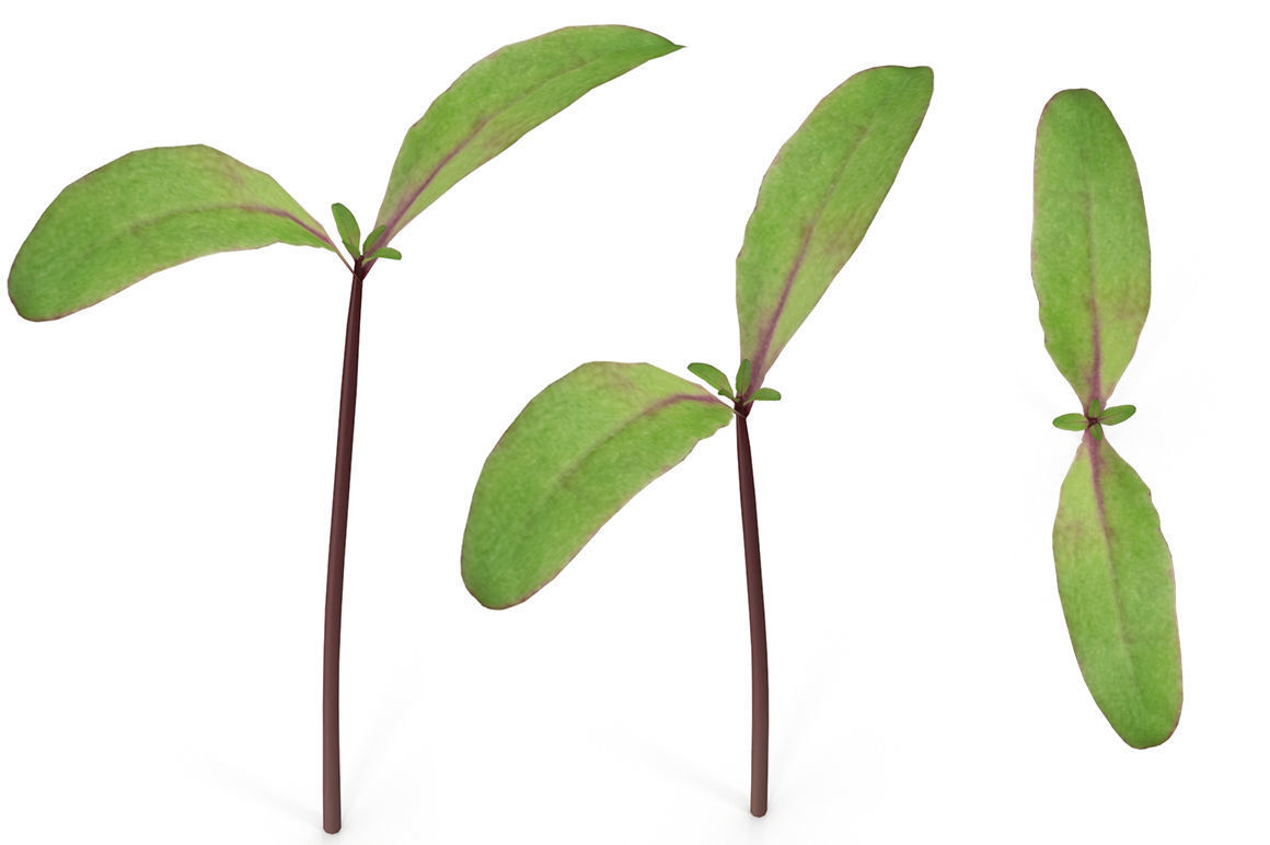 Herbs Set beet leaf 3D model_6