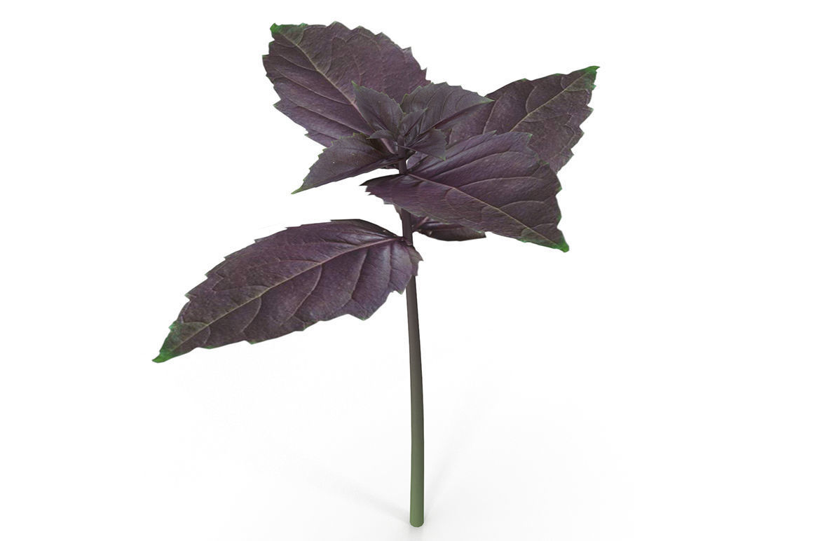 Herbs Set beet leaf 3D model_12