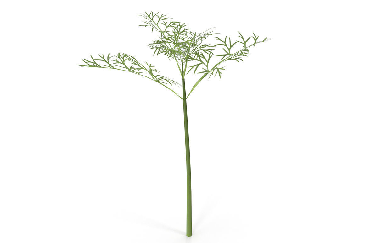 Herbs Set beet leaf 3D model_11