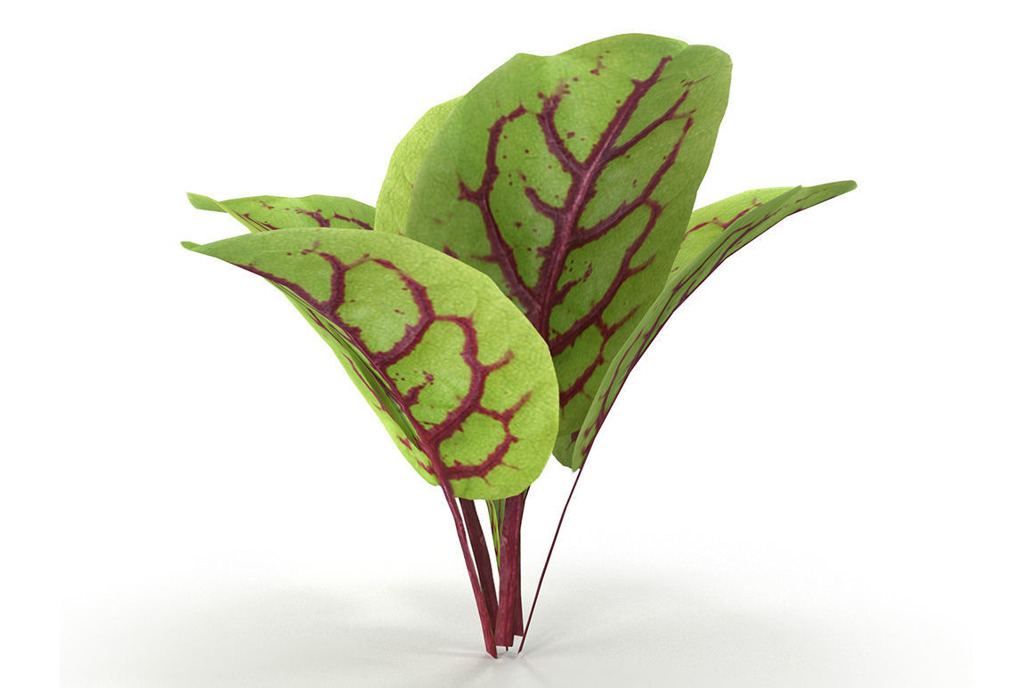 Herbs Set beet leaf 3D model_7