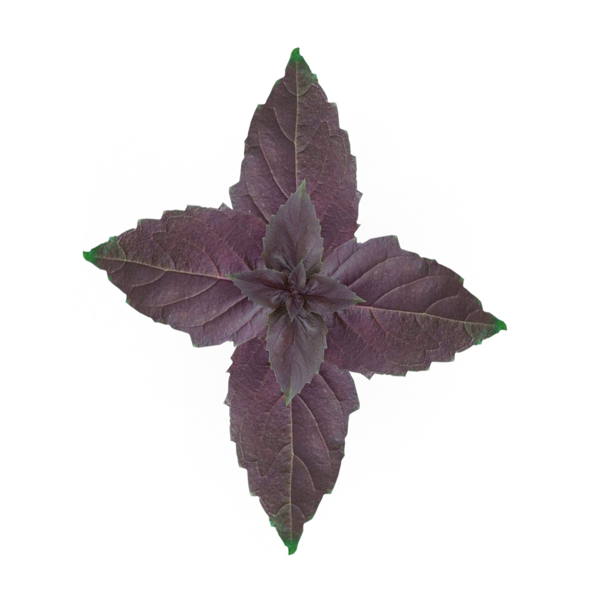 Herbs Set beet leaf 3D model_4