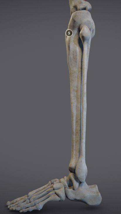 Thigh Adductors Low-poly 3D model_15