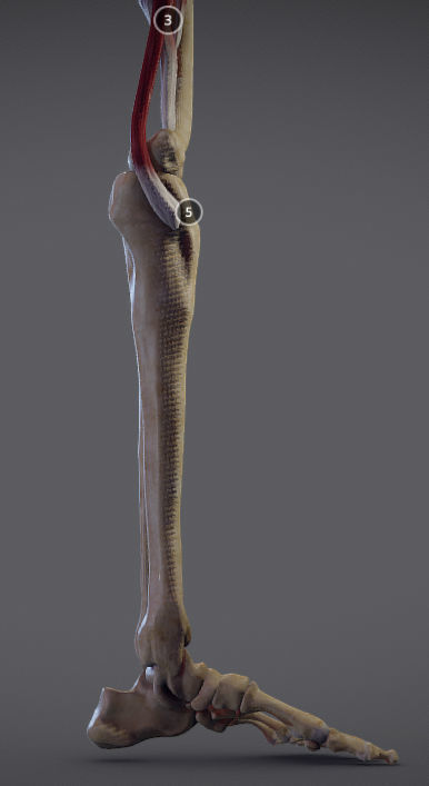 Thigh Adductors Low-poly 3D model_17