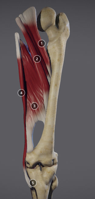 Thigh Adductors Low-poly 3D model_5