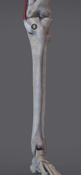 Thigh Adductors Low-poly 3D model_18