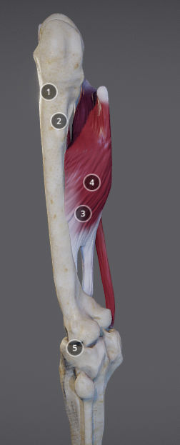 Thigh Adductors Low-poly 3D model_8