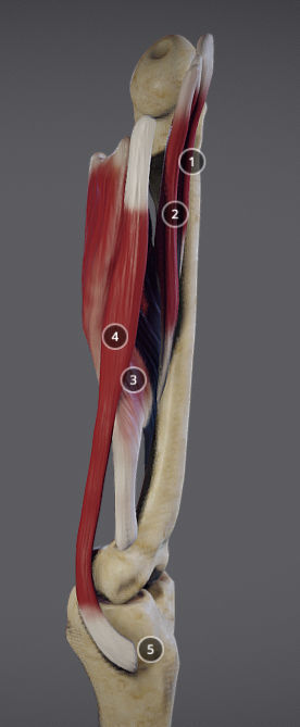 Thigh Adductors Low-poly 3D model_6