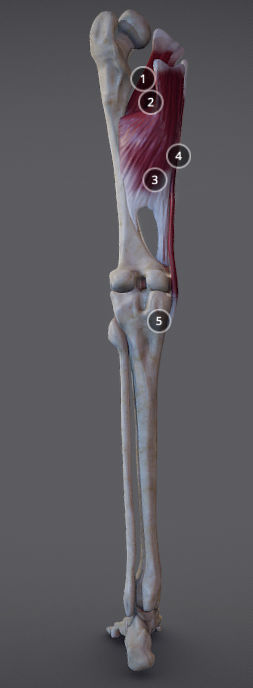 Thigh Adductors Low-poly 3D model_3
