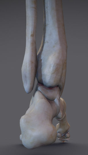 Thigh Adductors Low-poly 3D model_11