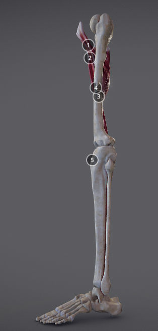 Thigh Adductors Low-poly 3D model_1