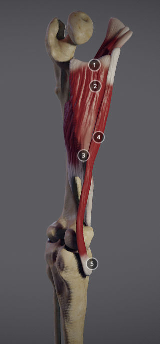 Thigh Adductors Low-poly 3D model_7