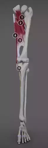 Thigh Adductors Low-poly 3D model