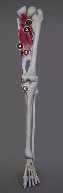 Thigh Adductors Low-poly 3D model_0