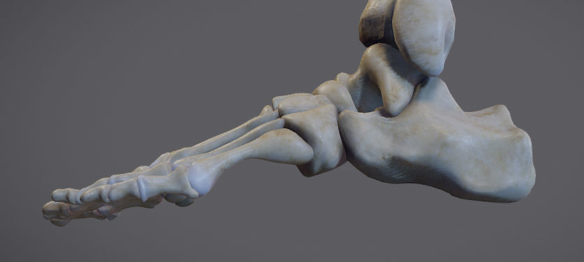 Thigh Adductors Low-poly 3D model_10