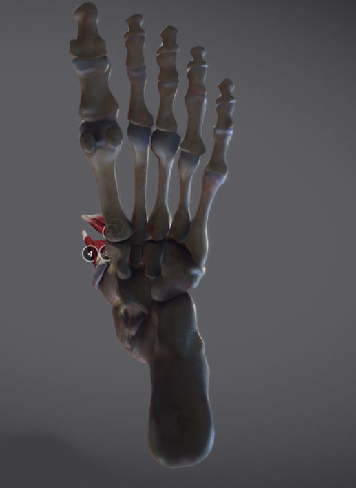 Thigh Adductors Low-poly 3D model_14