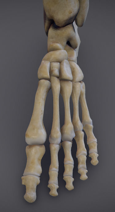 Thigh Adductors Low-poly 3D model_13