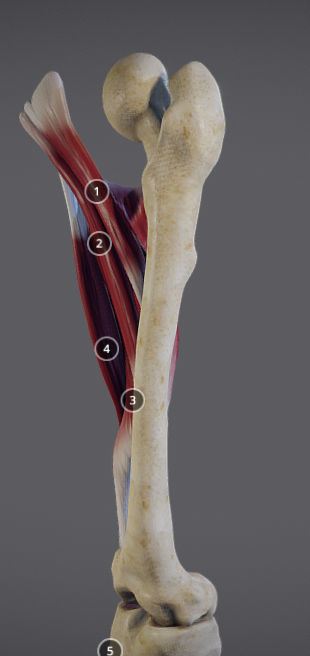 Thigh Adductors Low-poly 3D model_9