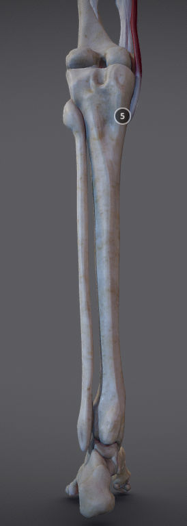 Thigh Adductors Low-poly 3D model_16