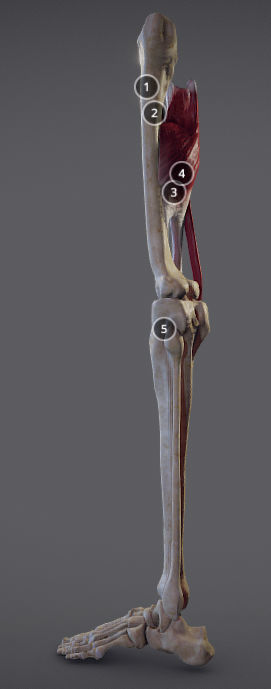 Thigh Adductors Low-poly 3D model_2