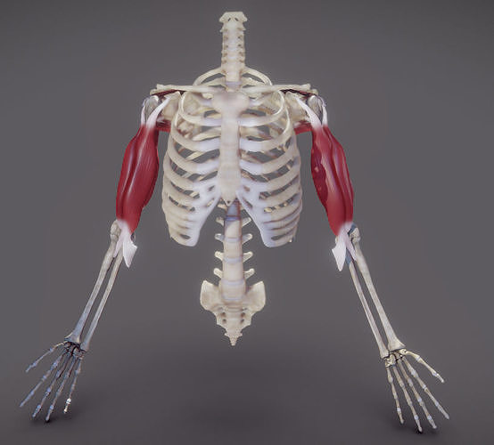 Upper Arm Muscles - 01 Low-poly 3D model