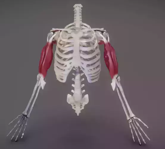Upper Arm Muscles - 01 Low-poly 3D model