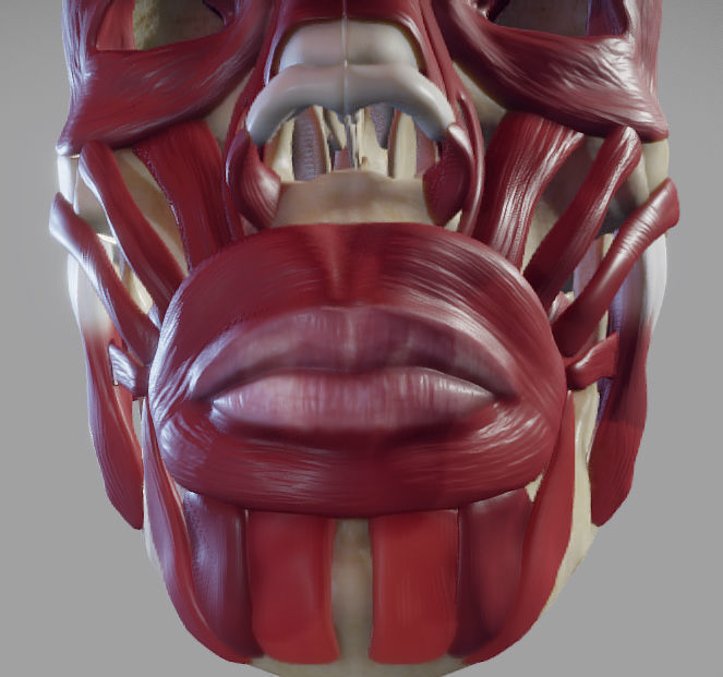 Skull and facial muscles Low-poly 3D model_11