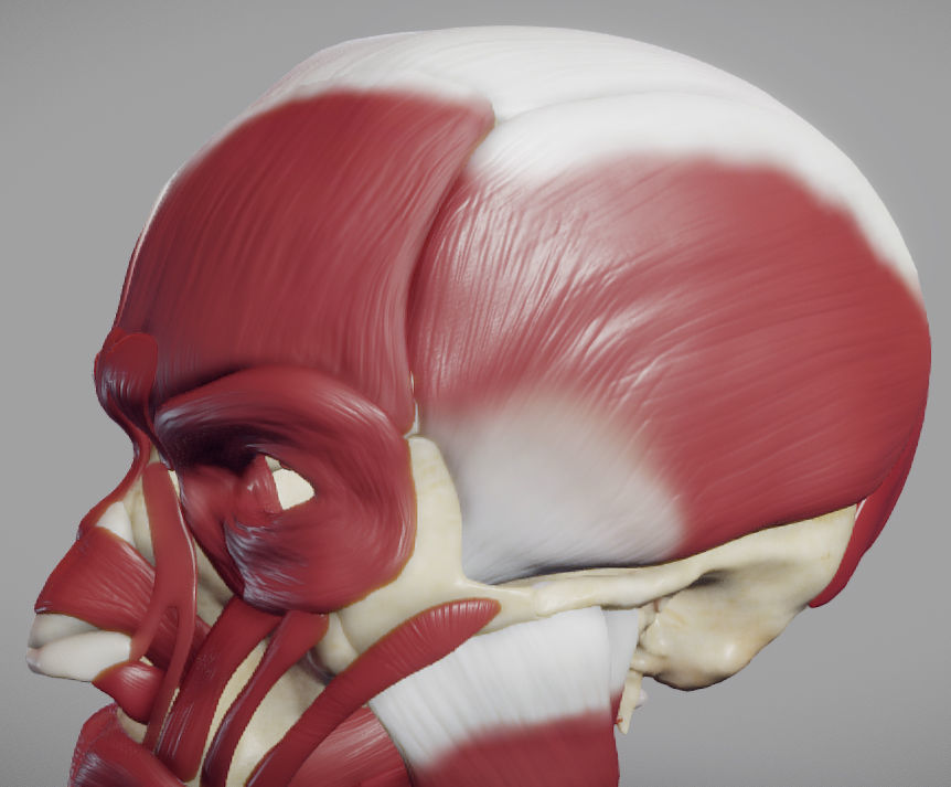 Skull and facial muscles Low-poly 3D model_13