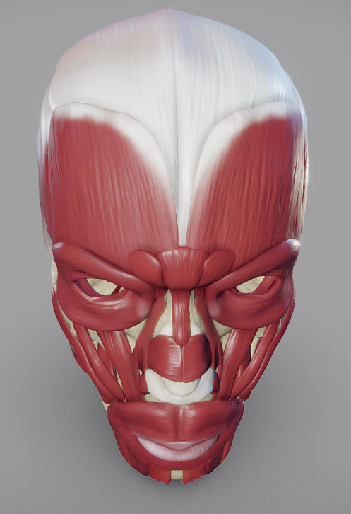 Skull and facial muscles Low-poly 3D model_5