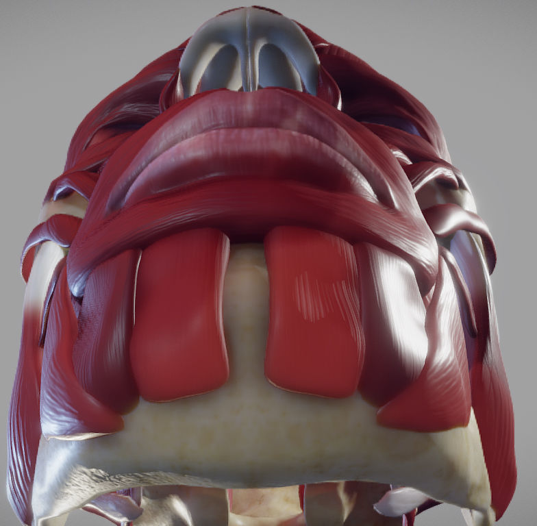 Skull and facial muscles Low-poly 3D model_14