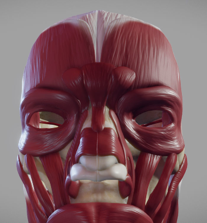 Skull and facial muscles Low-poly 3D model_12