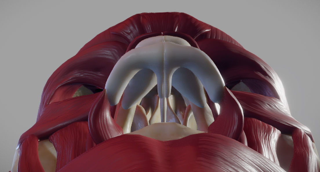 Skull and facial muscles Low-poly 3D model_15