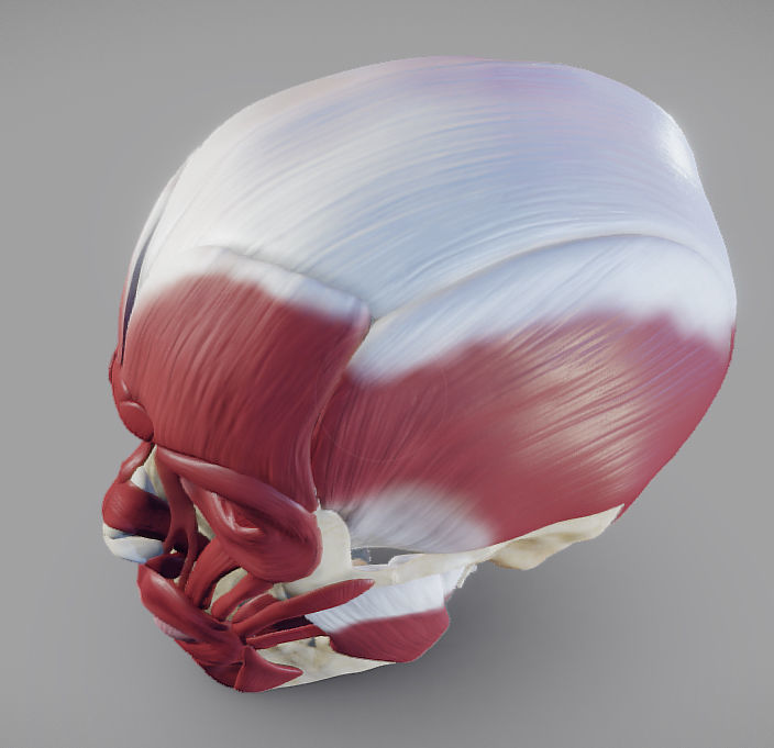 Skull and facial muscles Low-poly 3D model_6