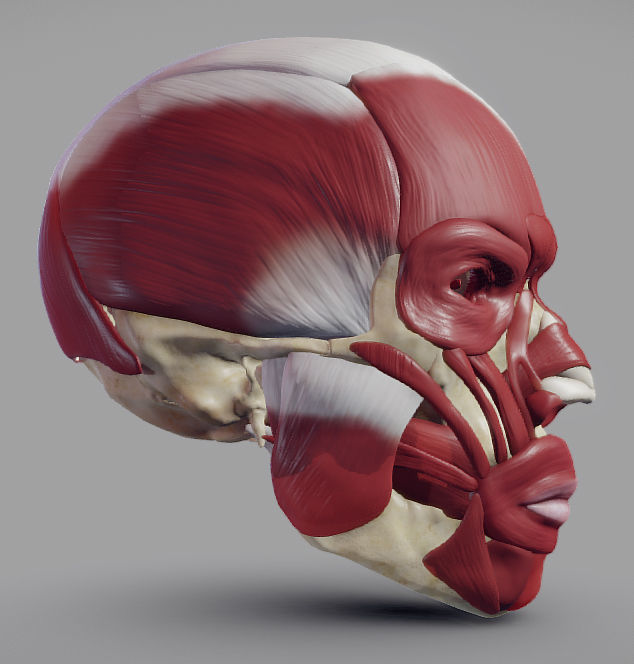 Skull and facial muscles Low-poly 3D model_4