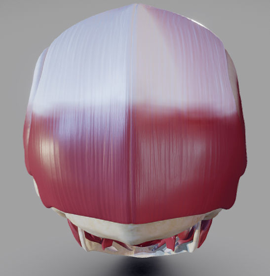 Skull and facial muscles Low-poly 3D model_3
