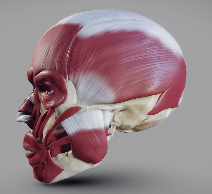 Skull and facial muscles Low-poly 3D model_2