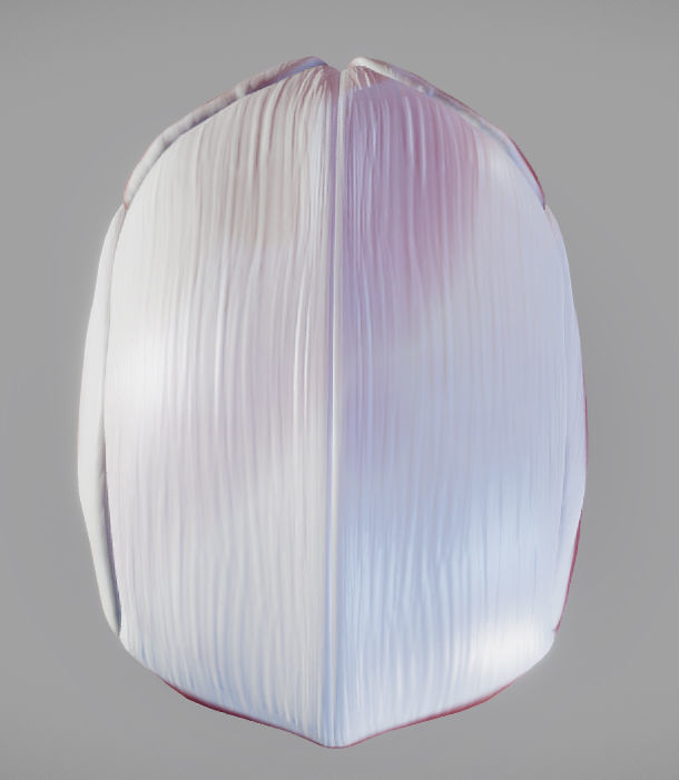 Skull and facial muscles Low-poly 3D model_16