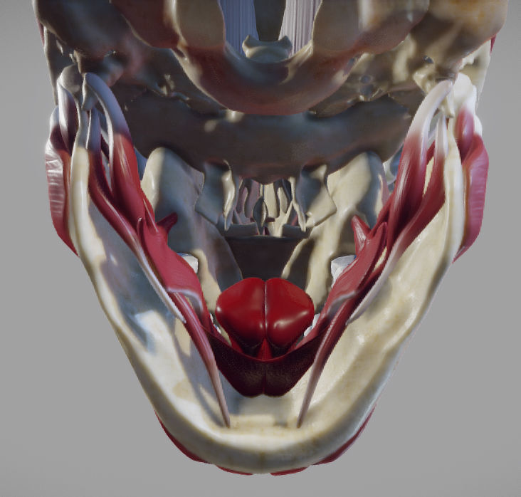 Skull and facial muscles Low-poly 3D model_9