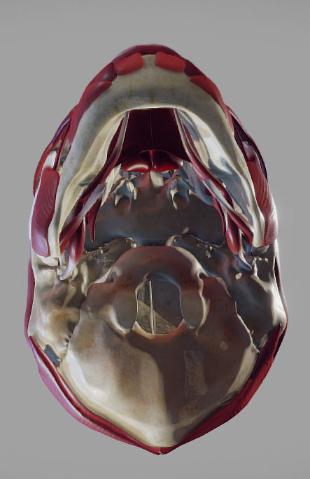 Skull and facial muscles Low-poly 3D model_7