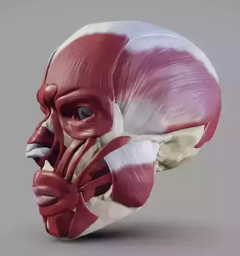 Skull and facial muscles