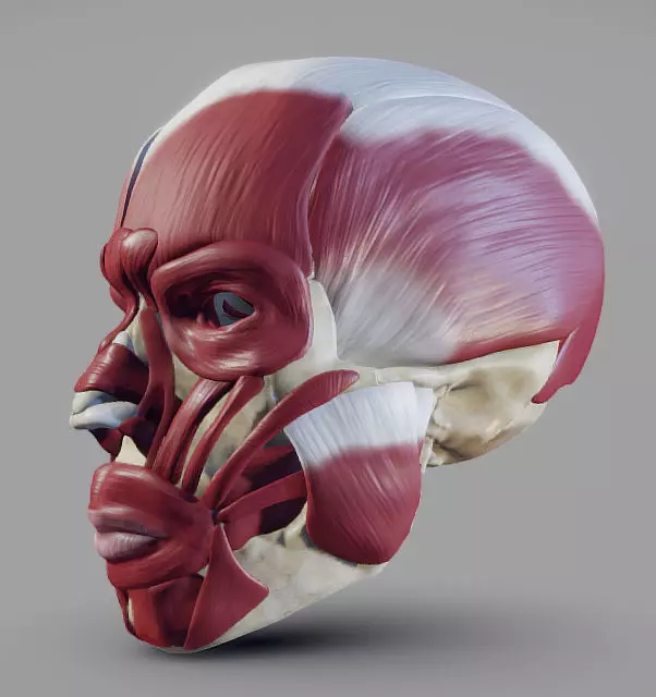 Skull and facial muscles Low-poly 3D model_0