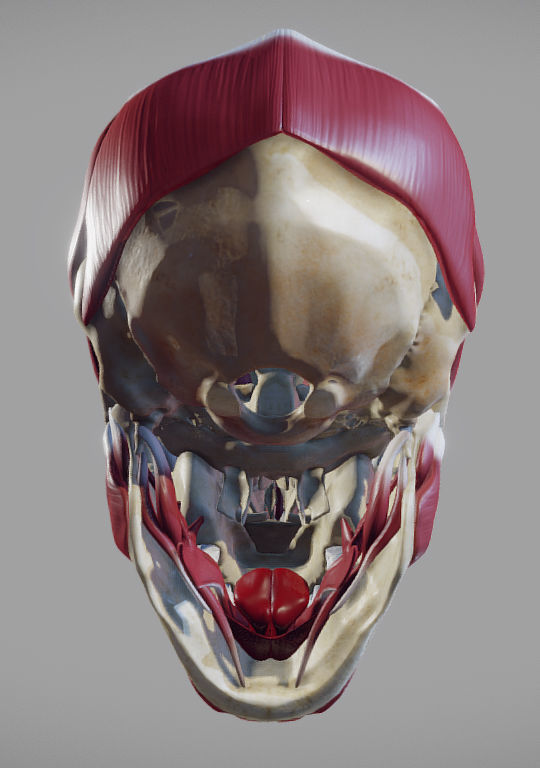 Skull and facial muscles Low-poly 3D model_8
