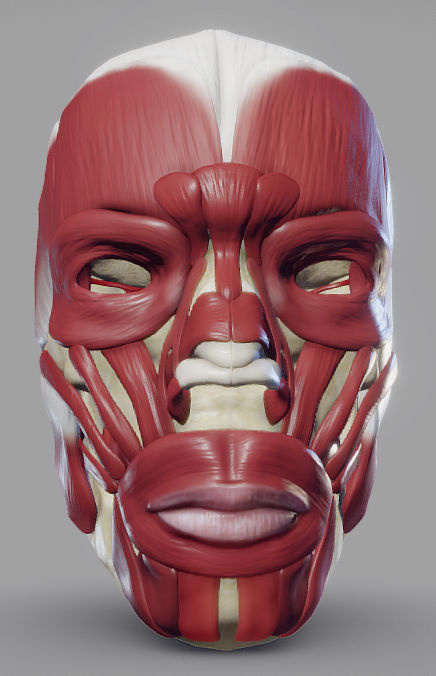 Skull and facial muscles Low-poly 3D model_1